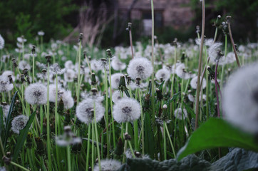 sad and boring. a lot of dandelions in the yard.
