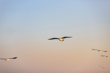 Group of seagulls at Bang Pu Recreation Center is a seaside resort on the Bay
