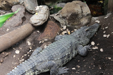 crocodile from the Barcelona zoo. Catalonia. Spain