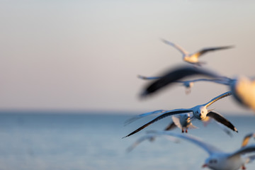 Group of seagulls at Bang Pu Recreation Center is a seaside resort on the Bay