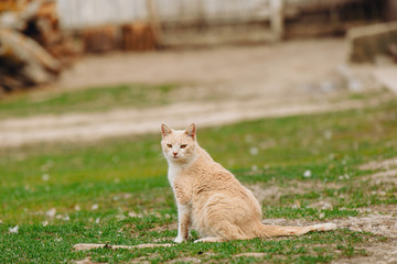 A cute cat in the yard