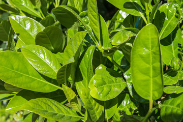 A green plant growing in Spain