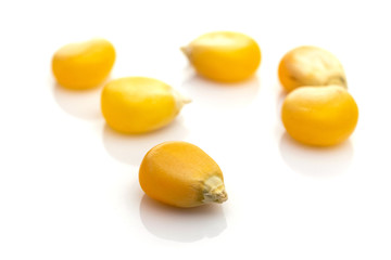 Barley seeds isolated on white. Yellow Sweet grain corn for popcorn - agriculture background. Concept of healthy food, vegetarianism, cooking corn.