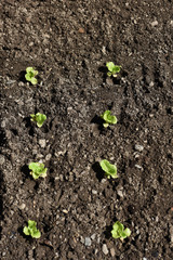 orto coltivazione seminare agricoltura agricoltore 