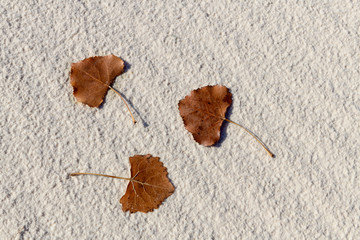 Three leaves on the sand