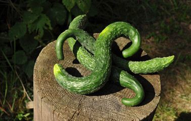 Freshly picked young green and crooked cucumbers on a stump