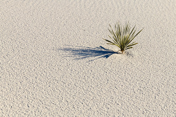 Isolated yucca plant