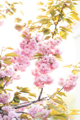 Sakura blossom at sunset, close up, selective focus