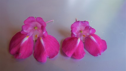 pink color beautiful balsam flower 