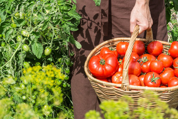 Woman carries tomatoes across vegetable garden; tomatoes fruits in a basket; farming, gardening and  agriculture  concept