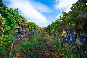 Fototapeta na wymiar Rows of Grape Vines with Leaves, Landscape with Sky – Italian Vineyard on Mount Etna, Sicily – 