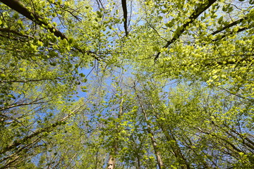 Obraz premium Blätterdach eines jungen Buchenwaldes im Frühling