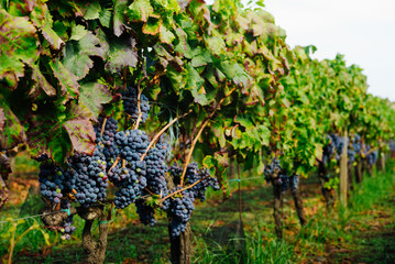 Rows of Grape Vines with Leaves – Italian Vineyard on Mount Etna, Sicily – "Nerello Mascalese" DOC Wine © ItalianFoodProd