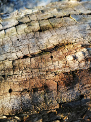 The bark of the tree with reliefs in sunlight.