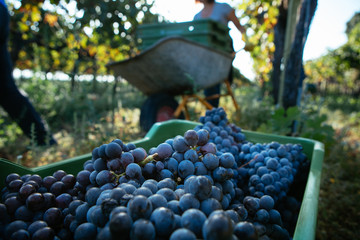 Grapes in Basket with Farmer on Sight with Wheelbarrow – Italian Vineyard on Mount Etna, Sicily...