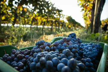 Grapes in Basket – Italian Vineyard on Mount Etna, Sicily – 