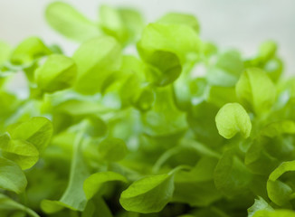 Growing the lettuce.