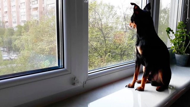 Small cute black dog of the Toy Terrier breed sist sad by the window on the  windowsill,looks out into the street and waits for the owner.Concept of stay at home,stay safe
