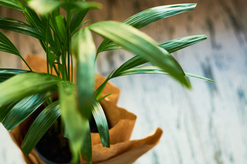 Obraz premium Green big plants in pots in the house.