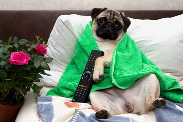 pug dog relaxes in owner bed and rests. concept of isolation, weekend