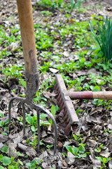 Pitchfork stuck in ground. Garden tools. Spring work in the garden. Raking fall leaves with rake. Preparation for cleaning old foliage.