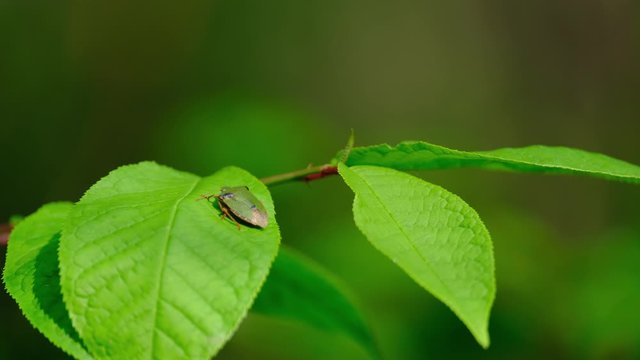 Green young leaves of a tree branch with blurry background, green bokeh and green shield bug (Palomena prasina).