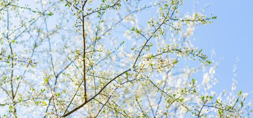 Flowering cherry tree. Cherry tree flowers in spring. White holiday flowers.
