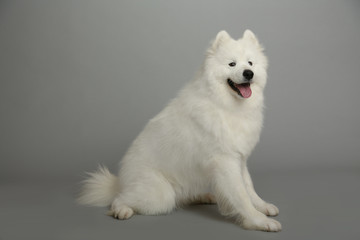White big dog, sitting on a grey background and looking away. Samoyed