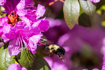 Bumble Bee with Azalea
www.paulmassiephotography.com