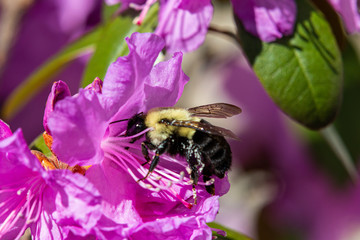 Bumble Bee with Azalea
www.paulmassiephotography.com
