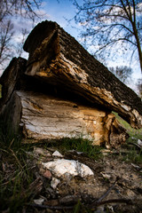 Several destroyed logs