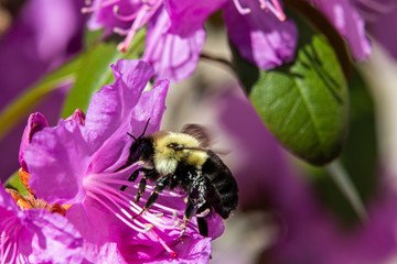 Bumble Bee with Azalea
www.paulmassiephotography.com