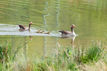 Graugansfamilie