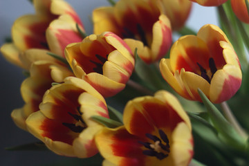 Tulpenstrauß mit roten und gelben Blüten