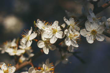 weiße Obstbaumblüten 