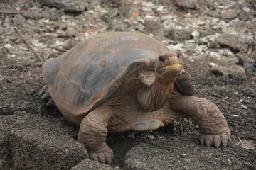 Obraz premium tortuga galápagos