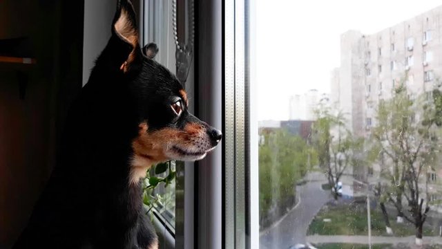 Small cute black dog of the Toy Terrier breed sist sad by the window on the  windowsill,looks out into the street and waits for the owner.Concept of stay at home,stay safe