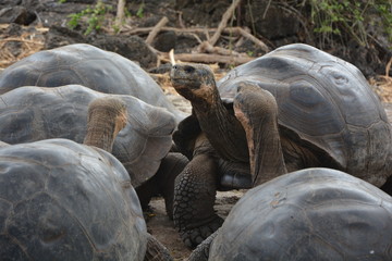 tortuga galápagos