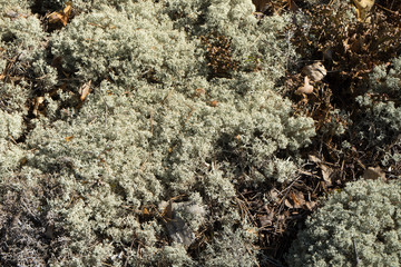 Reindeer lichen under natural conditions.
