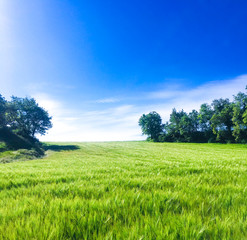 Beautiful sunny spring day with green wheat grass and a radiant blue sky. Going outdoors to feel free again and breathe fresh air.