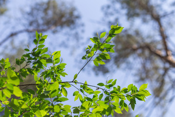 green brushes on the blue sky background