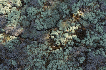 Reindeer lichen under natural conditions.