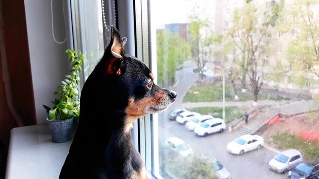 Small cute black dog of the Toy Terrier breed sist sad by the window on the  windowsill,looks out into the street and waits for the owner.Concept of stay at home,stay safe