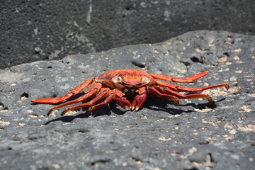 cangrejo