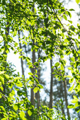 green brushes on the blue sky background