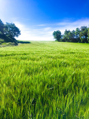 Obraz premium Beautiful sunny spring day with green wheat grass and a radiant blue sky. Going outdoors to feel free again.