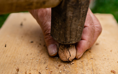 Vintage hammer used as nutcracker with cracked walnut shells nearby and drops of rain on wood cut...