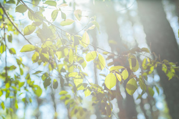 green brushes on the blue sky background