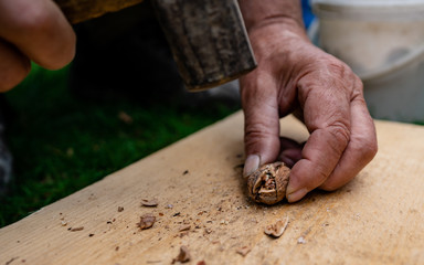 Vintage hammer used as nutcracker with cracked walnut shells nearby and drops of rain on wood cut...