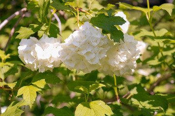 white flowers on a tree